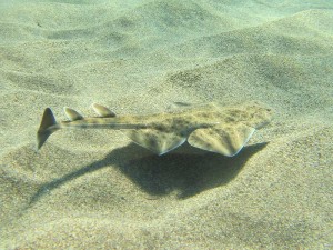 Baby angel shark in Playa Chica