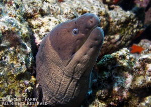 Moray Eel, spotted on a dive in Lanzarote