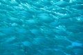 Huge shoal of fish in Lanzarote
