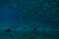 Playa Blanca has lots of huge shoals of fish