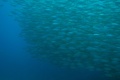 Playa Blanca has lots of huge shoals of fish