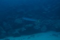 Barracuda hunting on a dive