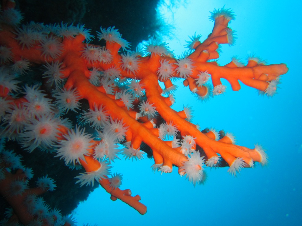 Red Coral at Waikiki, Lanzarote, Canary Islands