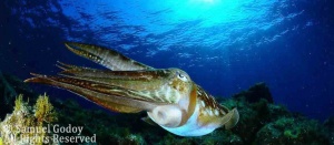 Cuttlefish on a dive in Lanzarote