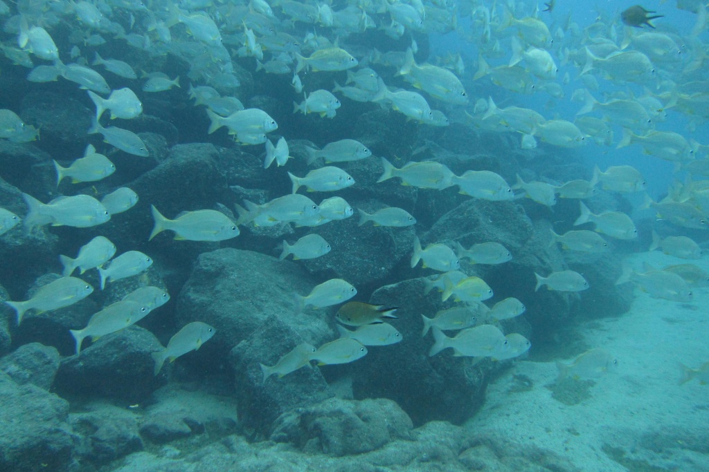 Shoal of fish spotted while scuba diving in Lanzarote