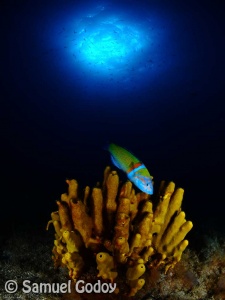 Ornate wrasse, PADI digital underwater photography course