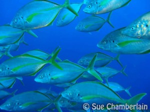White Trevally in Lanzarote, Canary Islands