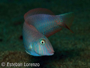 Razorfish, dive sites, Lanzarote