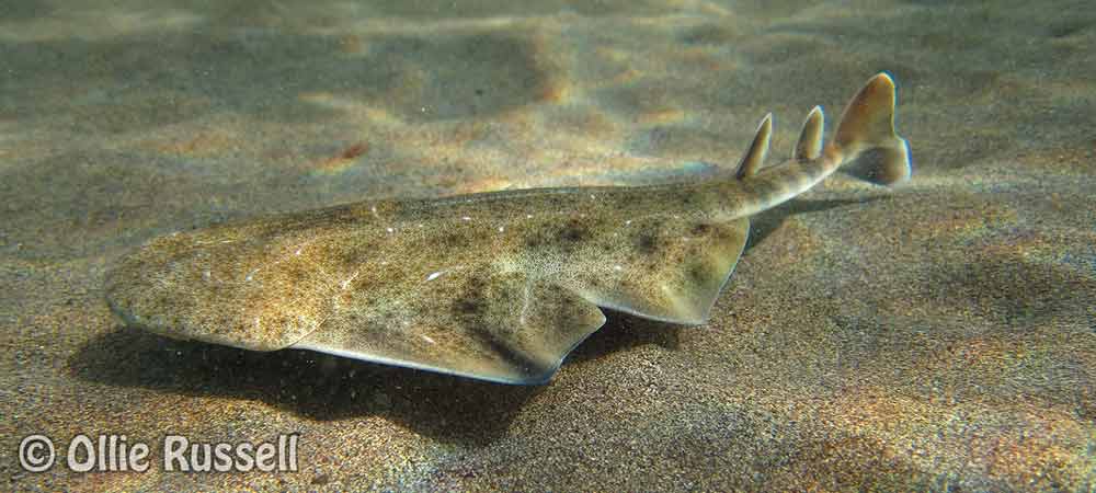 Baby angel shark spotted in lanzarote while scuba diving, plongee sous-marine PADI