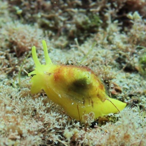 Plongee Golden Sponge nudibranch spotted on deep dive in Canary Islands