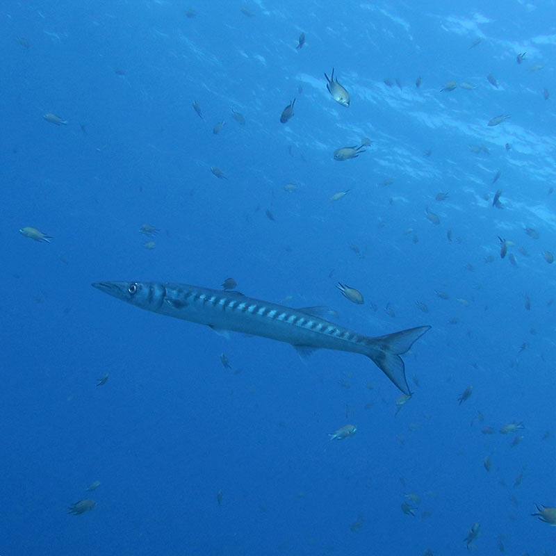 Plongee Barracuda spotted on PADI speciality Deep cours in Lanzarote!
