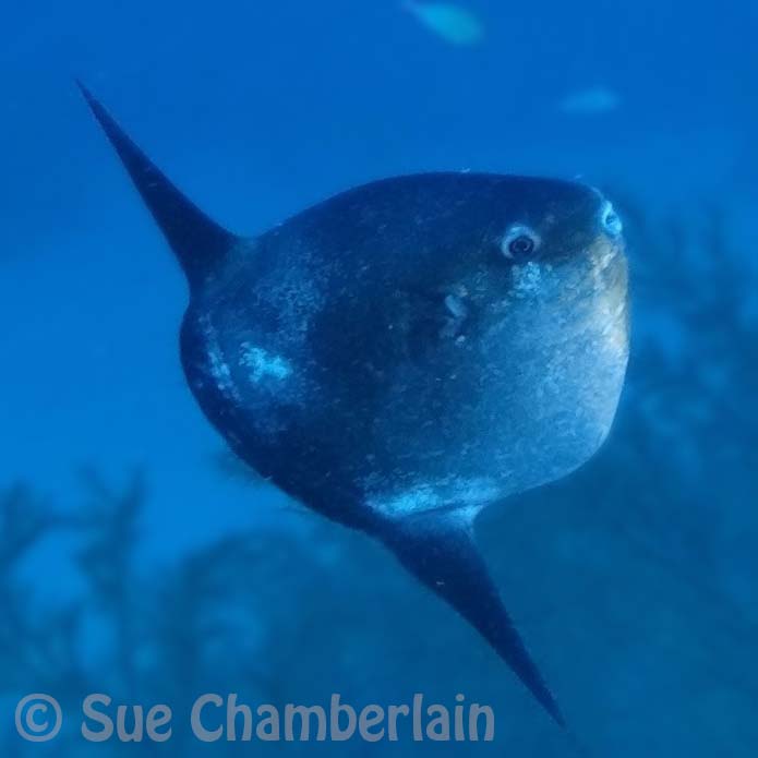Plongee Sunfish spotted on grouper run!