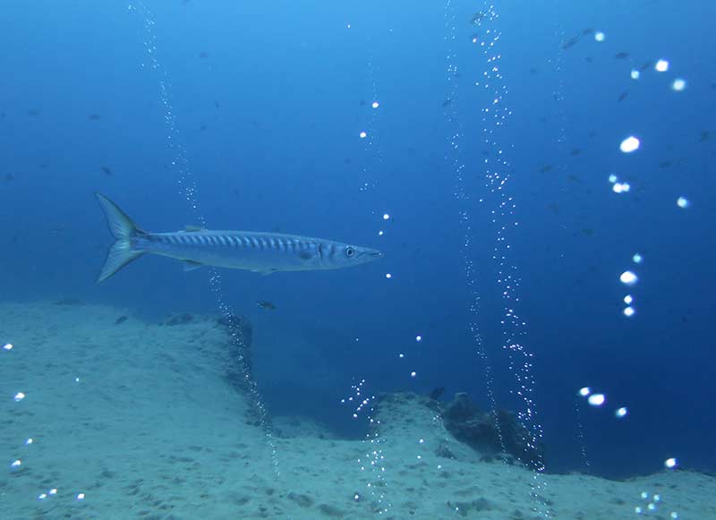 Barracuda rencontré durant le cours familiale Plongeur Open Water PADI à Lanzarote