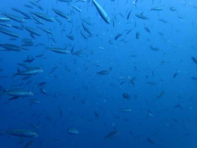 Sardines covering the dive sites