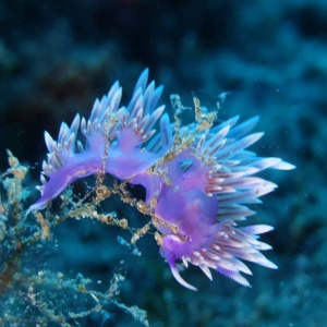 Flabellina nudibranch spotted in the Canary Islands!