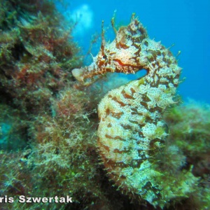 Un des hippocampes residant à Playa chica, Lanzarote. Plongée PADI photographe sous-marin, cours PADI plongeur open water ou advanced