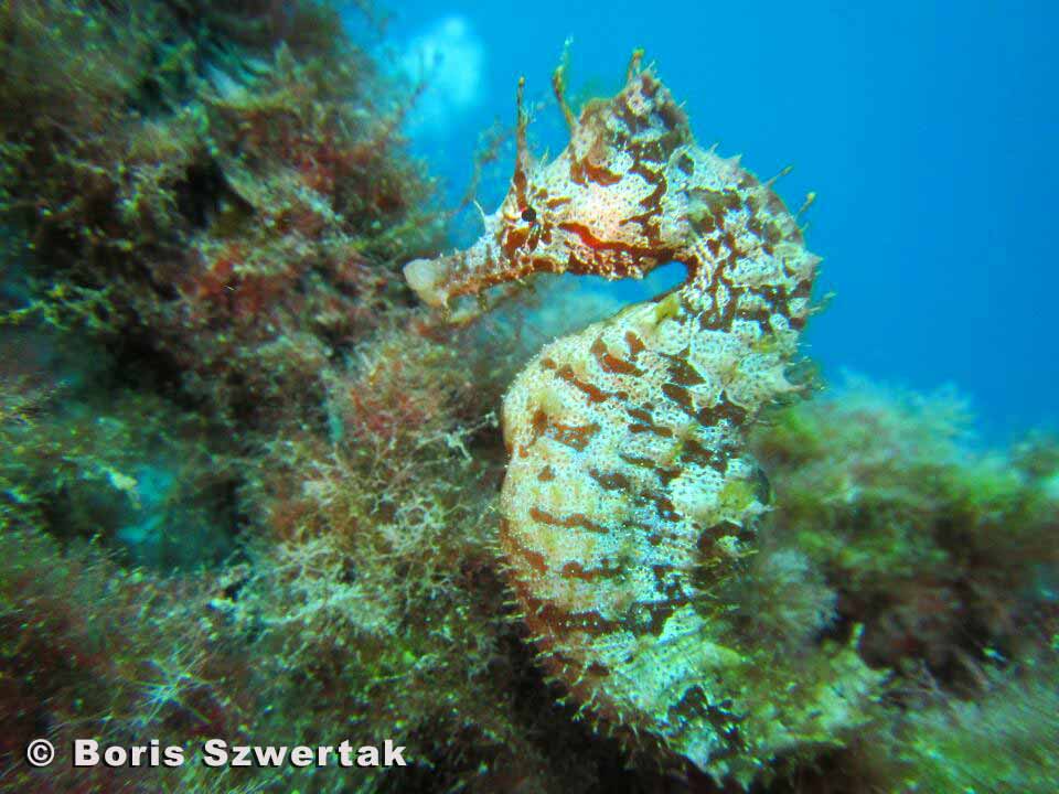 Un des hippocampes residant à Playa chica, Lanzarote. Plongée PADI photographe sous-marin, cours PADI plongeur open water ou advanced