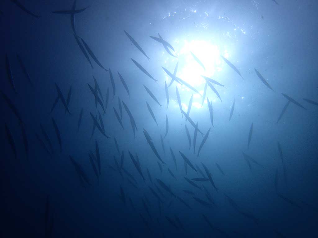 Gros banc de barracudas vu durant une plongé au harbour wall de Lanzarote, pendant le cours PADI open water
